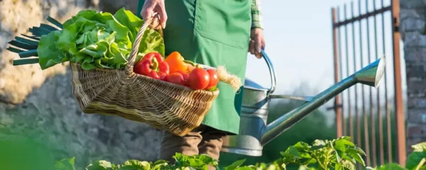 Etapes pour l amenagement d un jardin potager