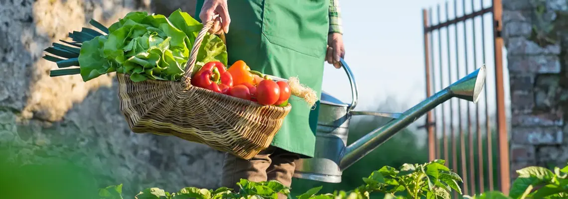 Etapes pour l amenagement d un jardin potager