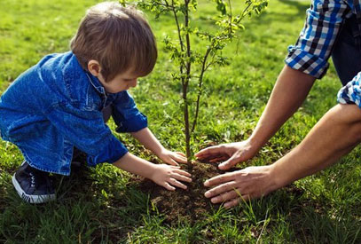 Planter-un-arbre