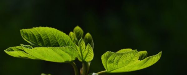 feuilles de figuier robusta