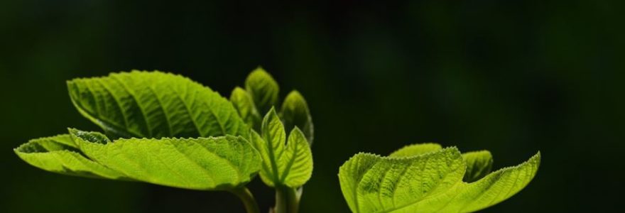 feuilles de figuier robusta