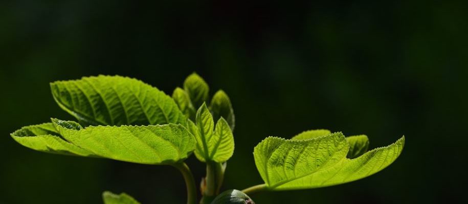 feuilles de figuier robusta