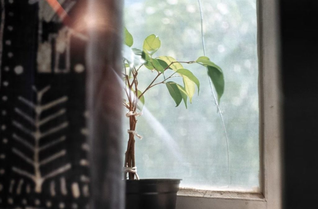 ficus robusta en intérieur