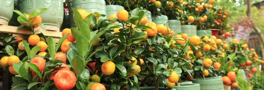 Arbres fruitiers en pots