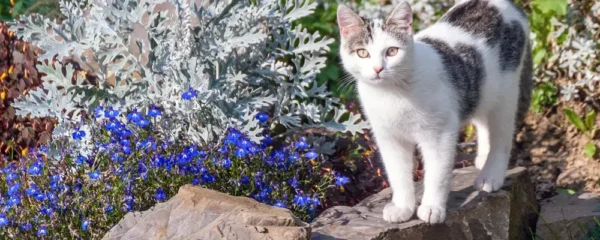 Conseils pour tenir les chats eloignes des pots et des plantes