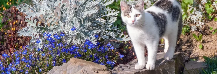 Conseils pour tenir les chats eloignes des pots et des plantes