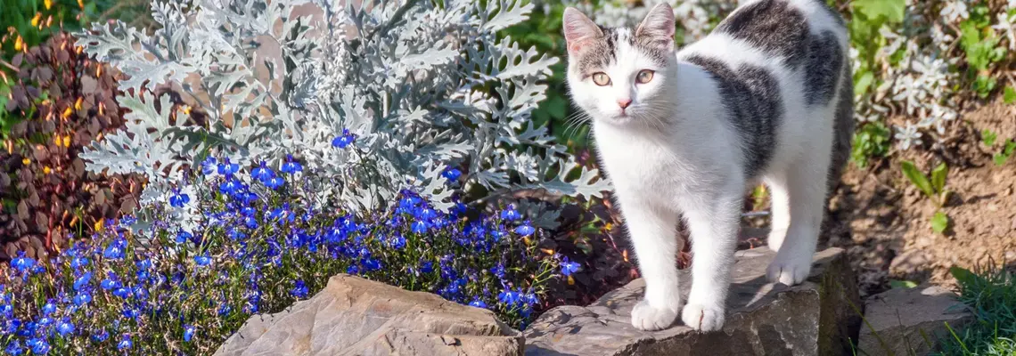 Conseils pour tenir les chats eloignes des pots et des plantes