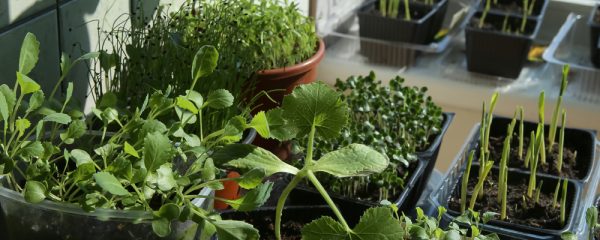 potager d'intérieur