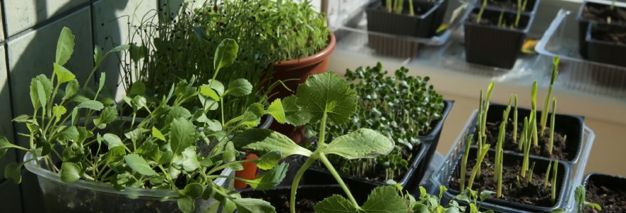 potager d'intérieur