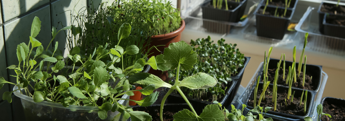 potager d'intérieur